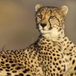 Africa's Green Cheetahs